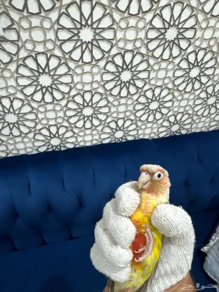 ذكر كنيور اناناس رد فاكتور صبغه محلل ( تم البيع) 6