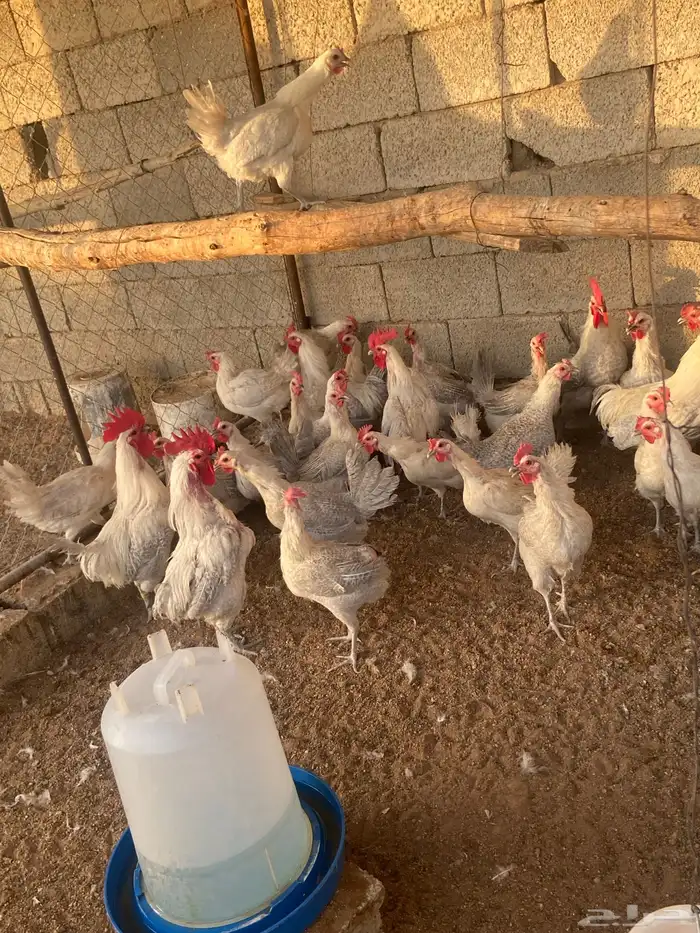 دجاج بياض المنيوم بيور 3