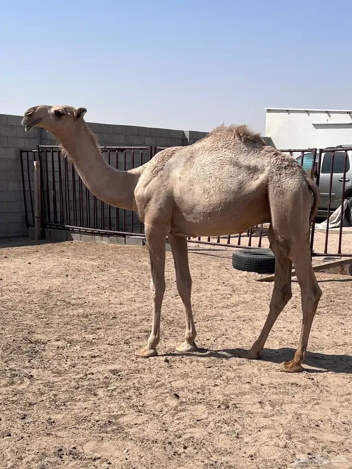 قعود باتلي 1