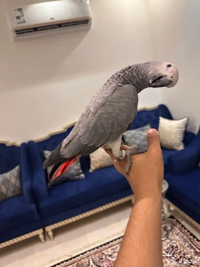ببغاء كاسكو 4
