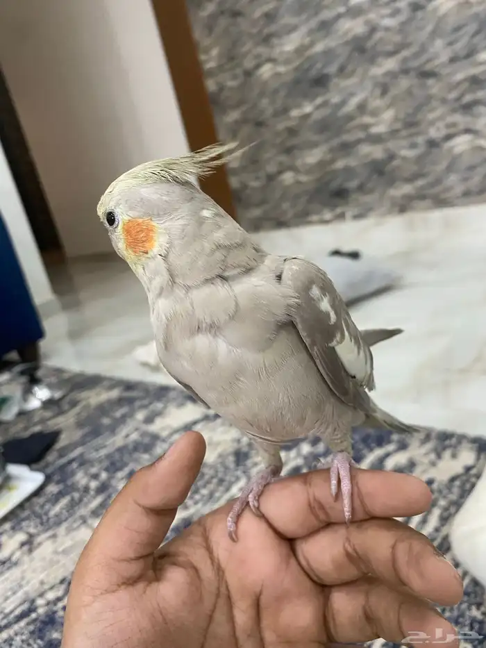 طير كروان كوكتيل 3