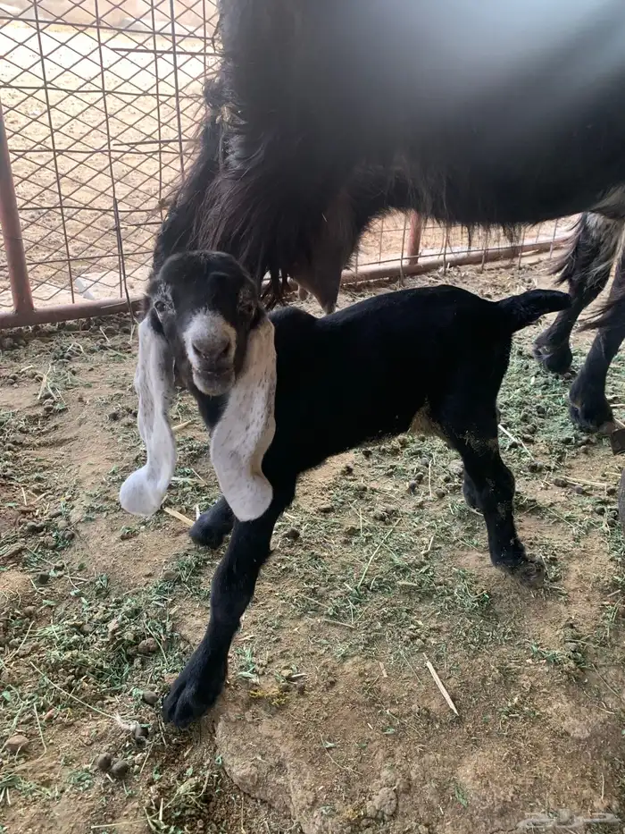 عنز عارضيه تحتها اثنين 4