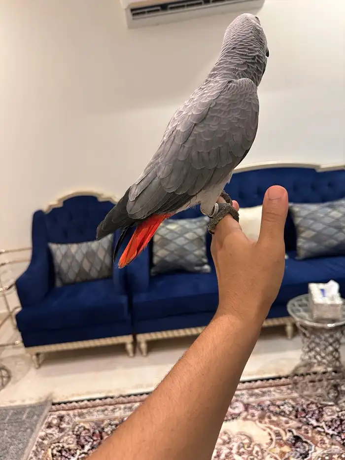 ببغاء كاسكو 6