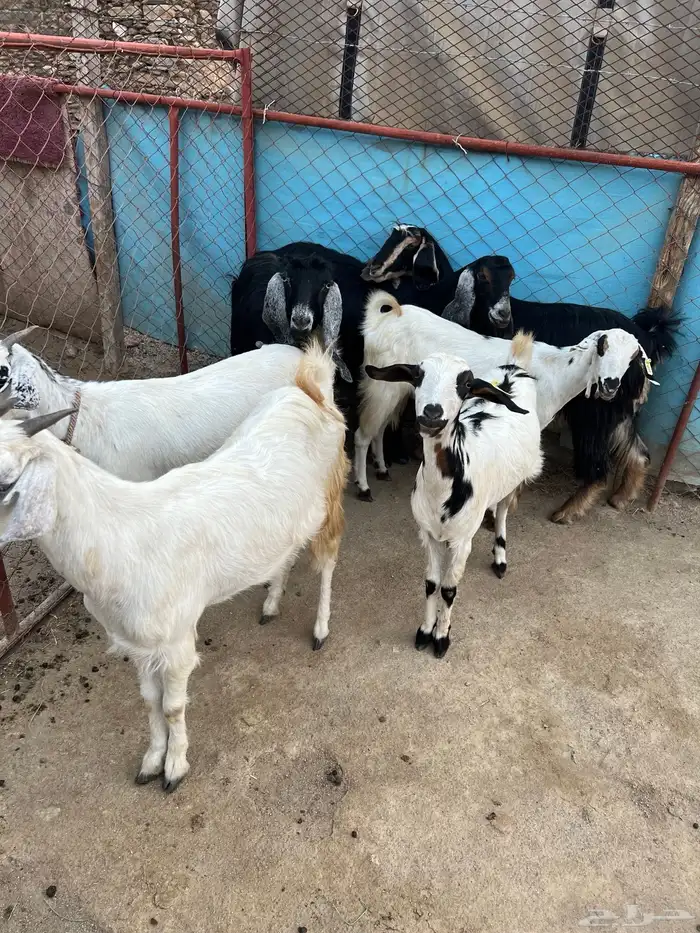 معزا للبيع 1