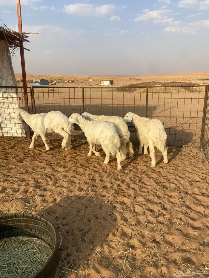 بهم حري ( تم البيع ) 0