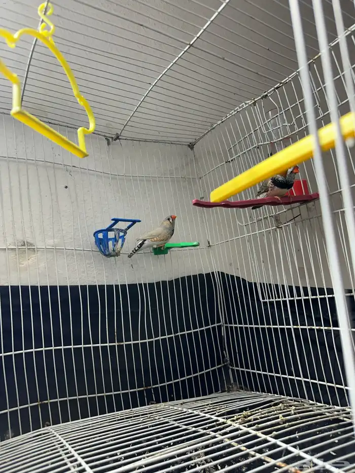 الطيور زيبرة هولندي للبيع 3