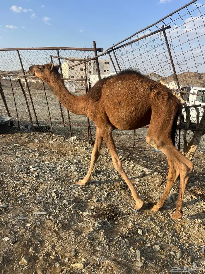 للبيع قعود 1