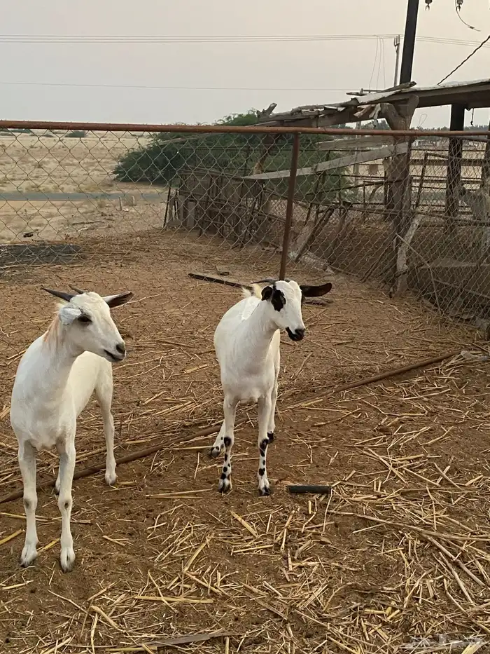 جفير بلدي للبيع 3