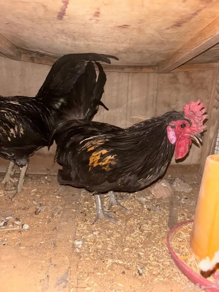 للبيع ديوك 8