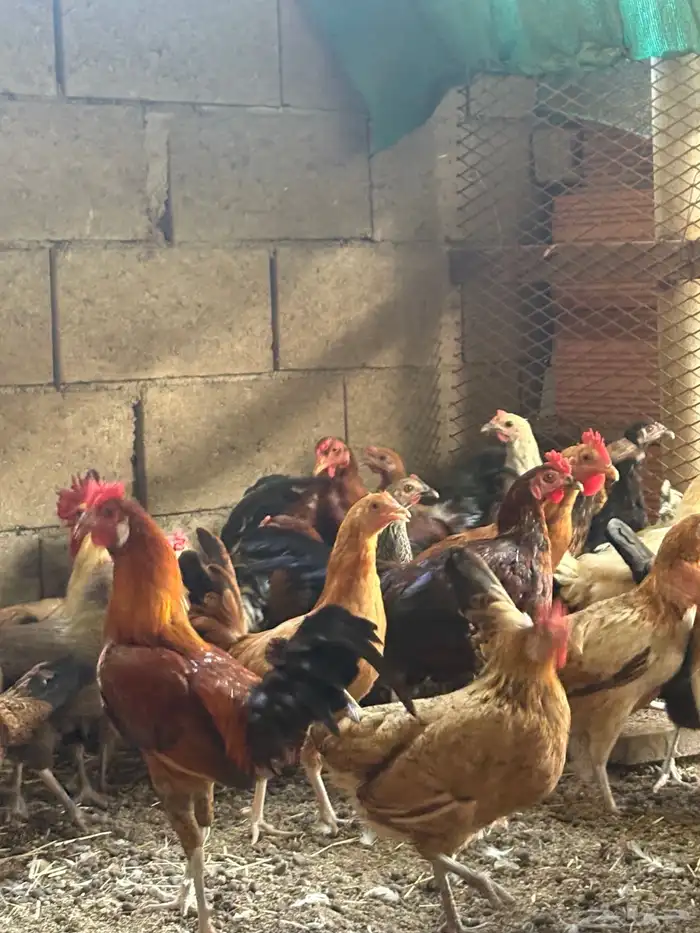 دجاج بلدي للبيع او البدل ب دجاج باكستاني 10