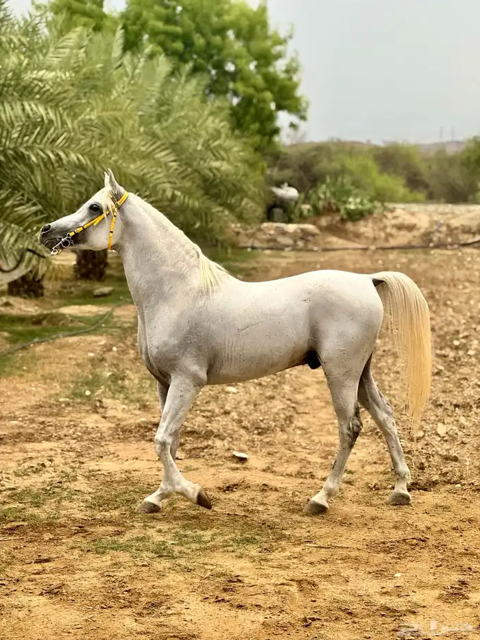 حصان مصري بيور 2