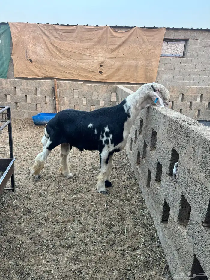 فحول نجد صنف تم البيع 3