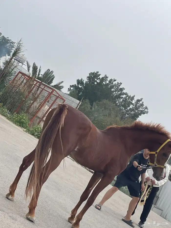 حصان مصري حصان واهو 2