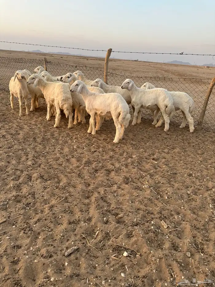 خرفان حري 3