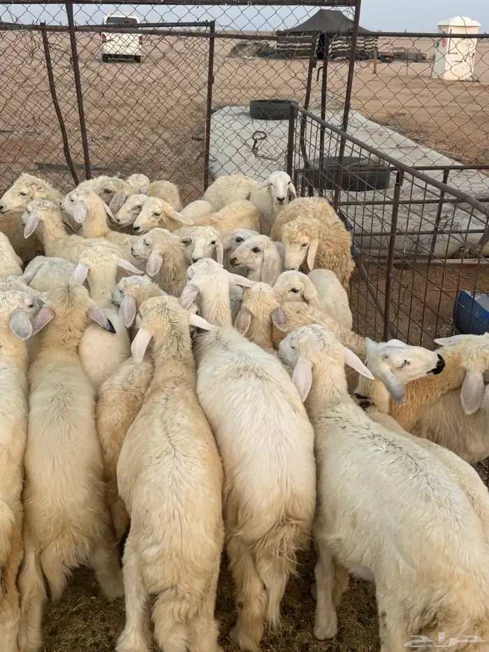 للبيع بهم حري 2