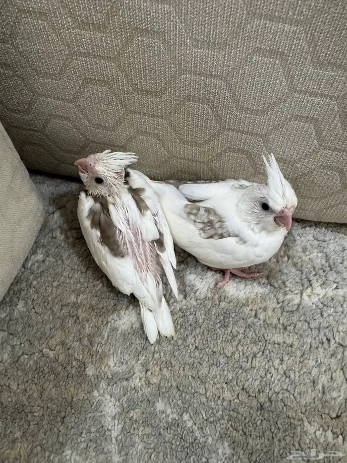 فروخ كروان هاف بايد 5