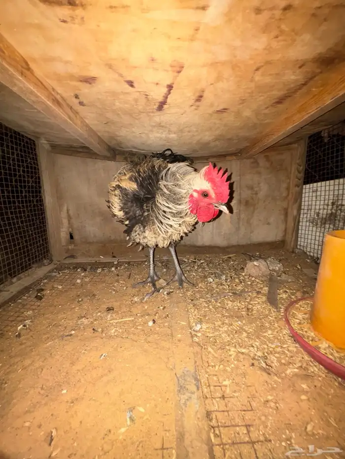 للبيع ديوك 1