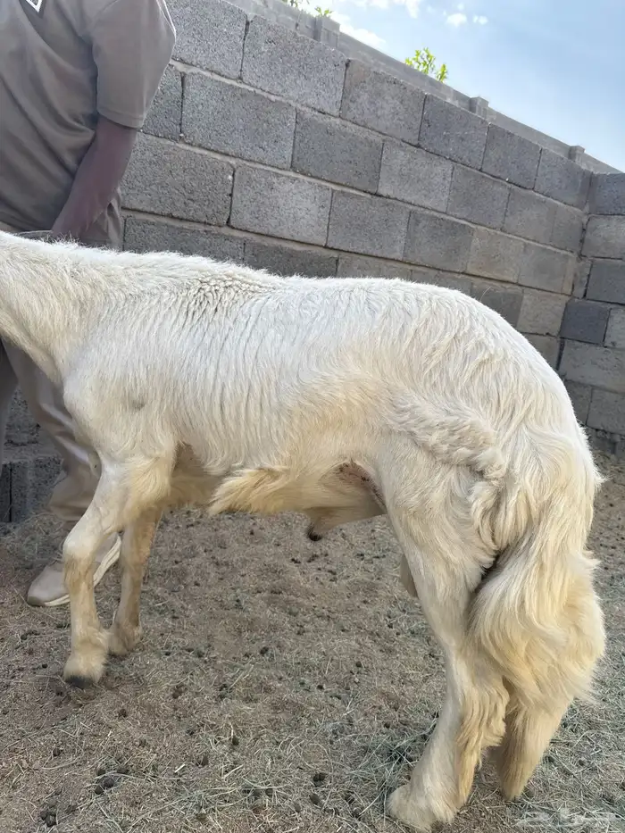فحل صنف 2