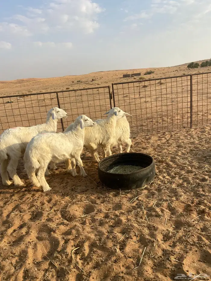 بهم حري ( تم البيع ) 4