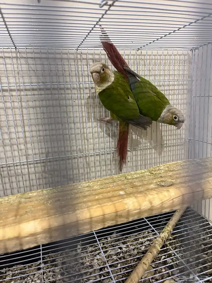 جوز كنيور اناناس 2