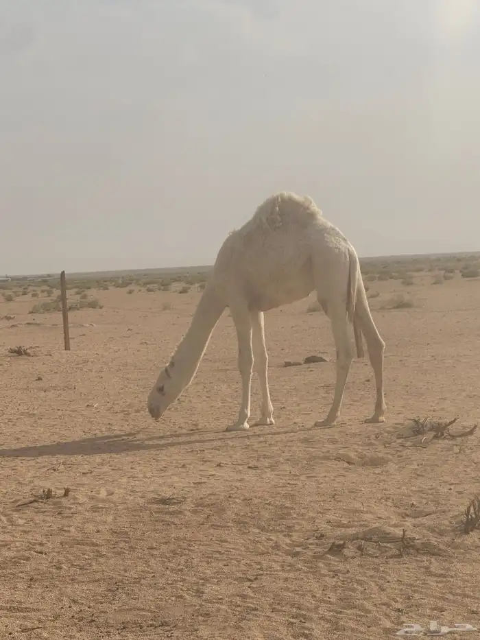 للبيع حاشي بري طيب على حليب امه 0