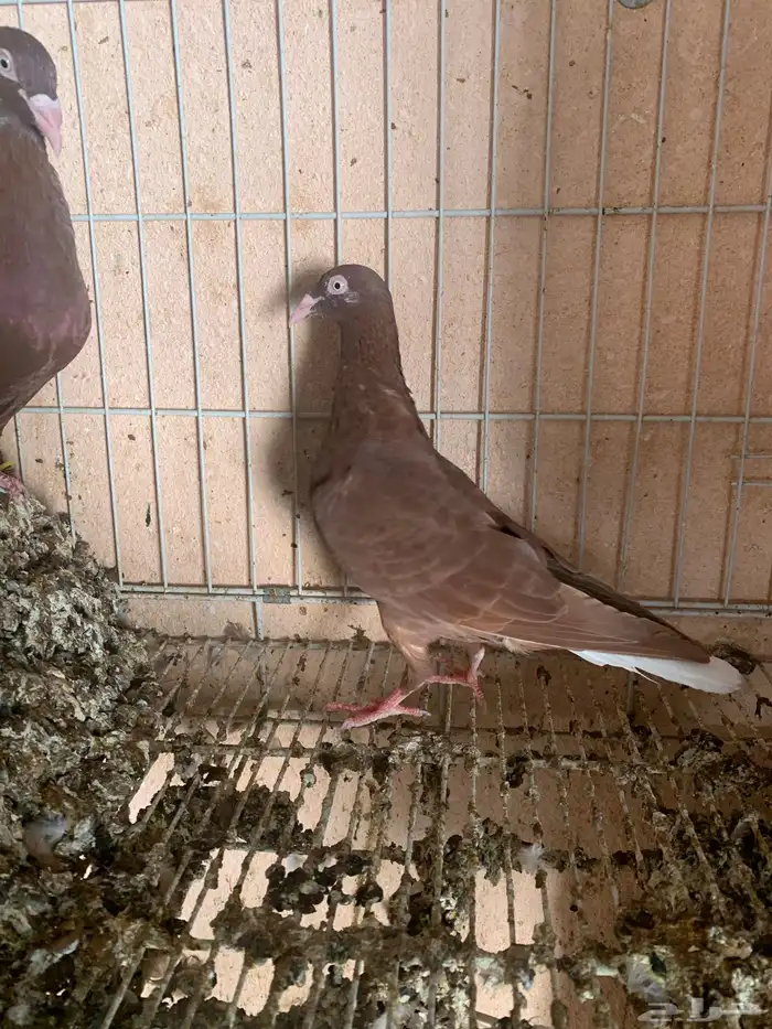 حمام سوري دنش ازواج منتجات 6