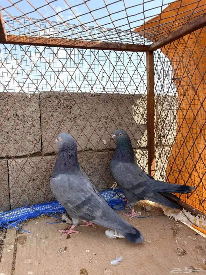 حمام باكستاني كالو تيدي 1