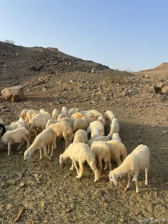 طليان ورخال 0