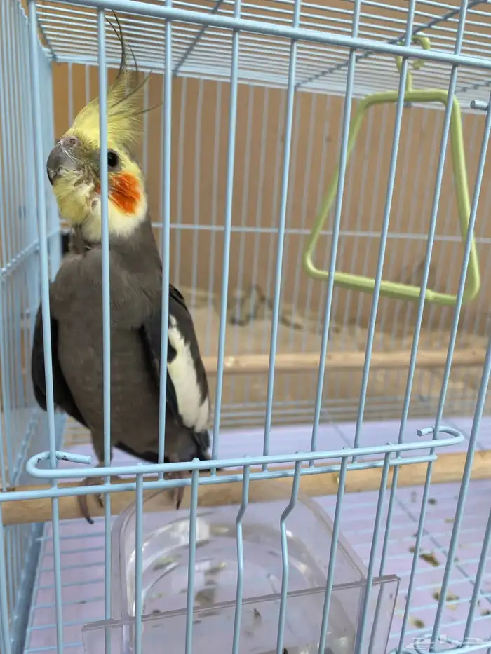 حبيت اعرض هاذا الإعلان طير كروان مو أليف والنوع ذكر 0