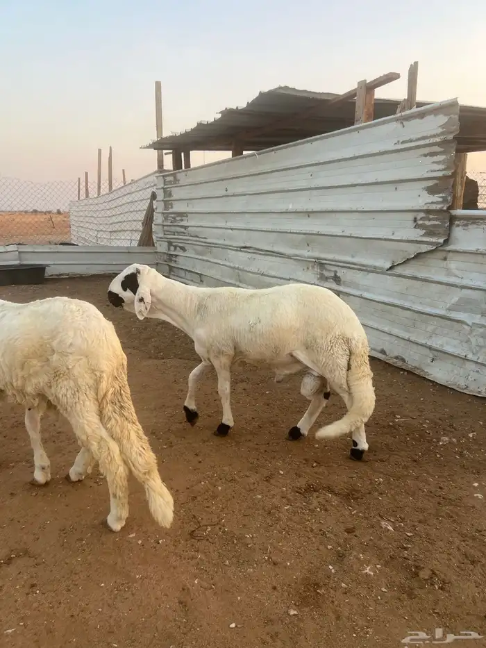 سواكن شبيه الحري مرابي وفل شحم ووزن 9
