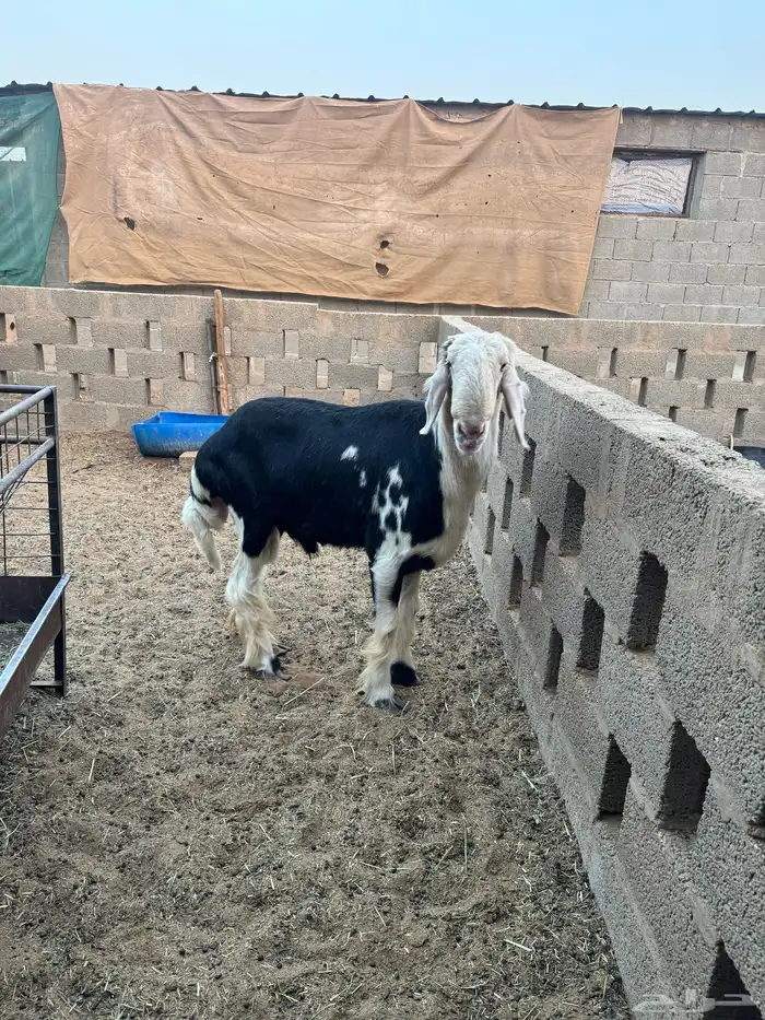 فحول نجد صنف تم البيع 2