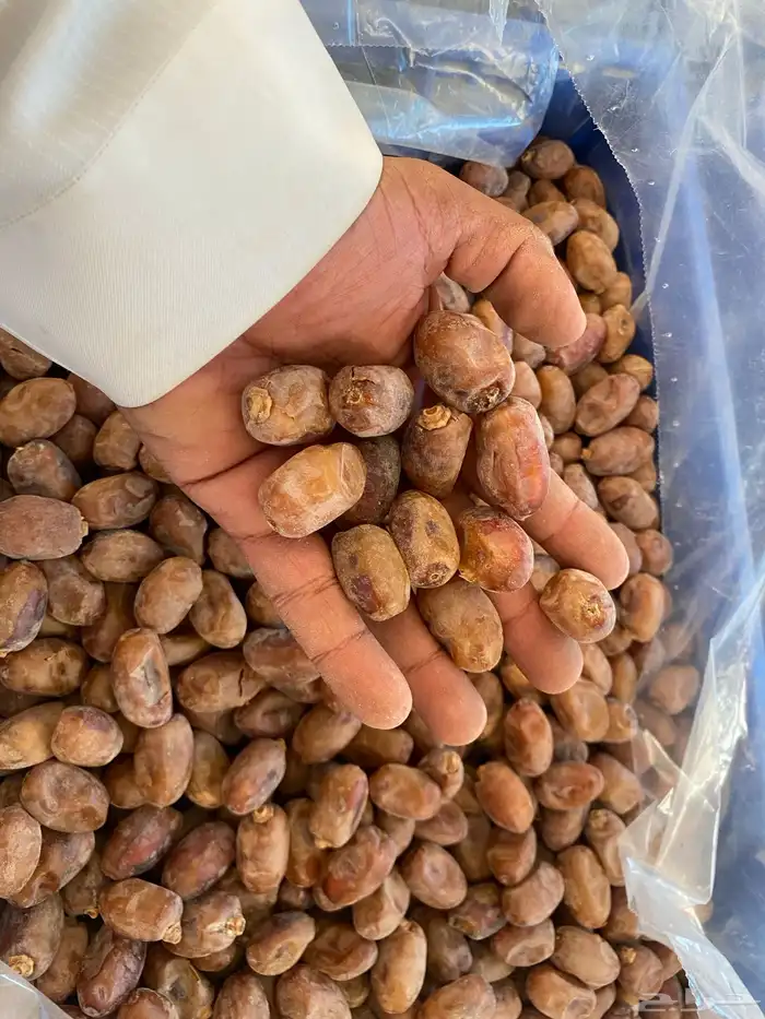 تمر خلاص الاحساء 1
