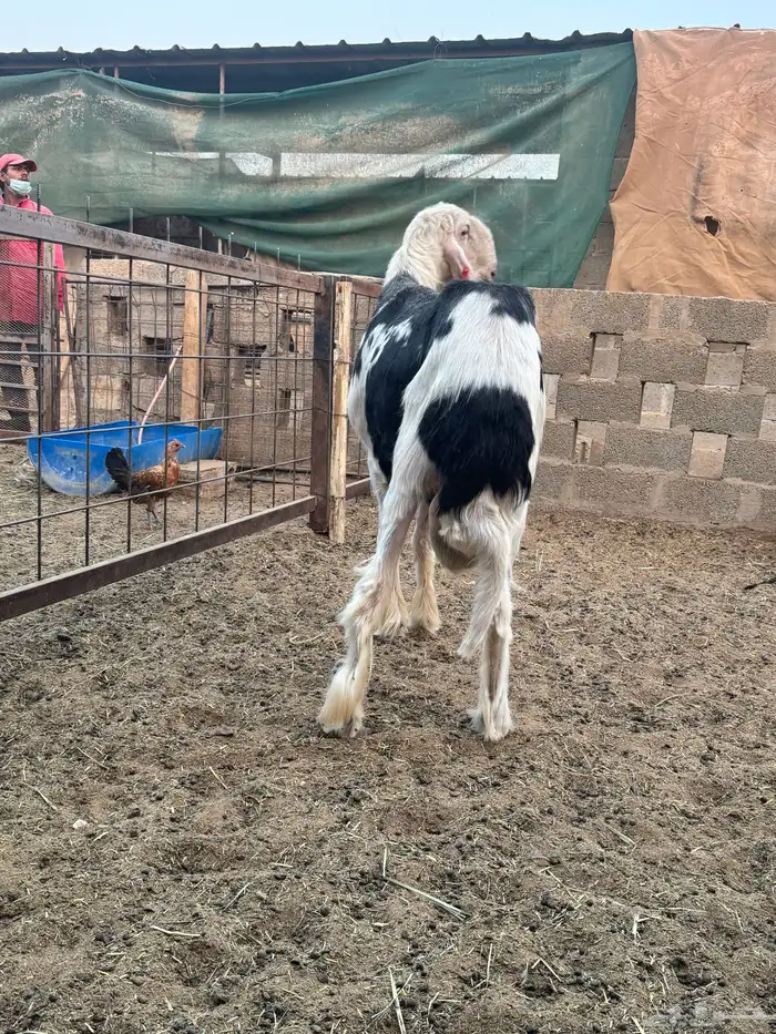 فحول نجد صنف تم البيع 0