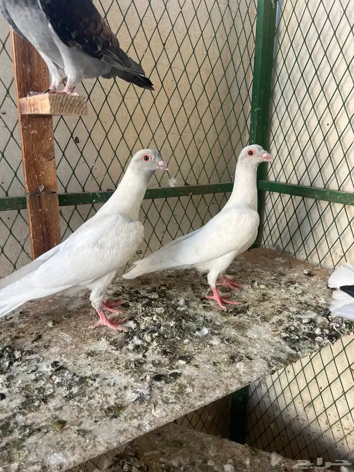 قراقطه ( تم البيع ) 1