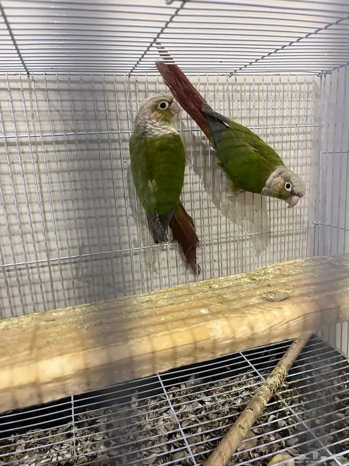 جوز كنيور اناناس 0