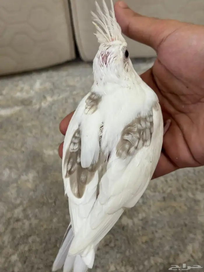 فروخ كروان هاف بايد 1