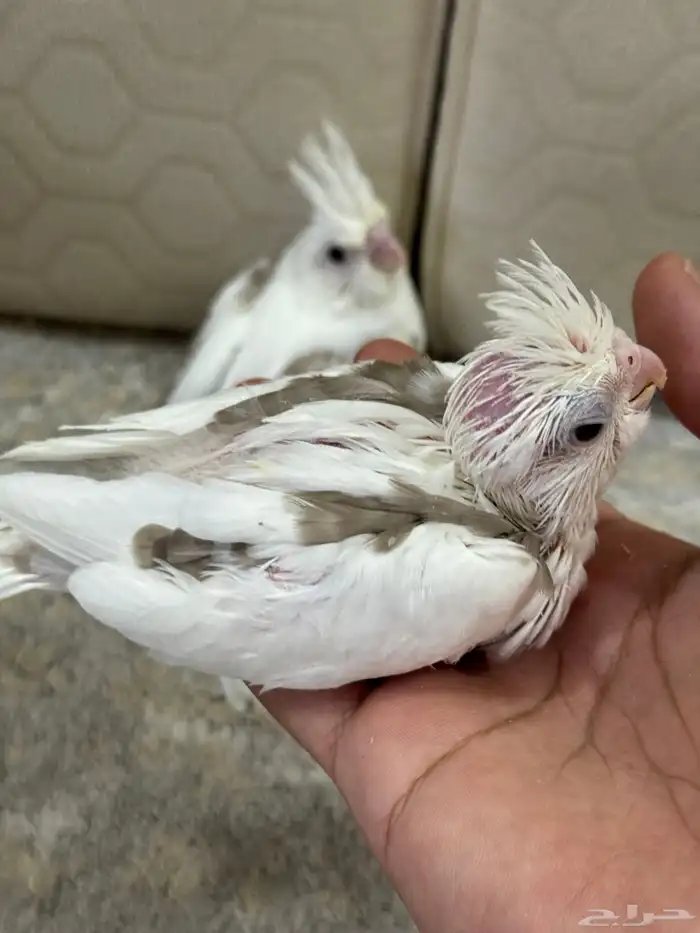 فروخ كروان هاف بايد 2