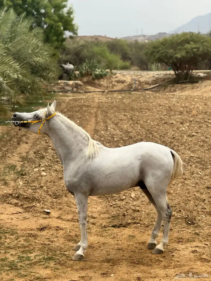 حصان مصري بيور 4