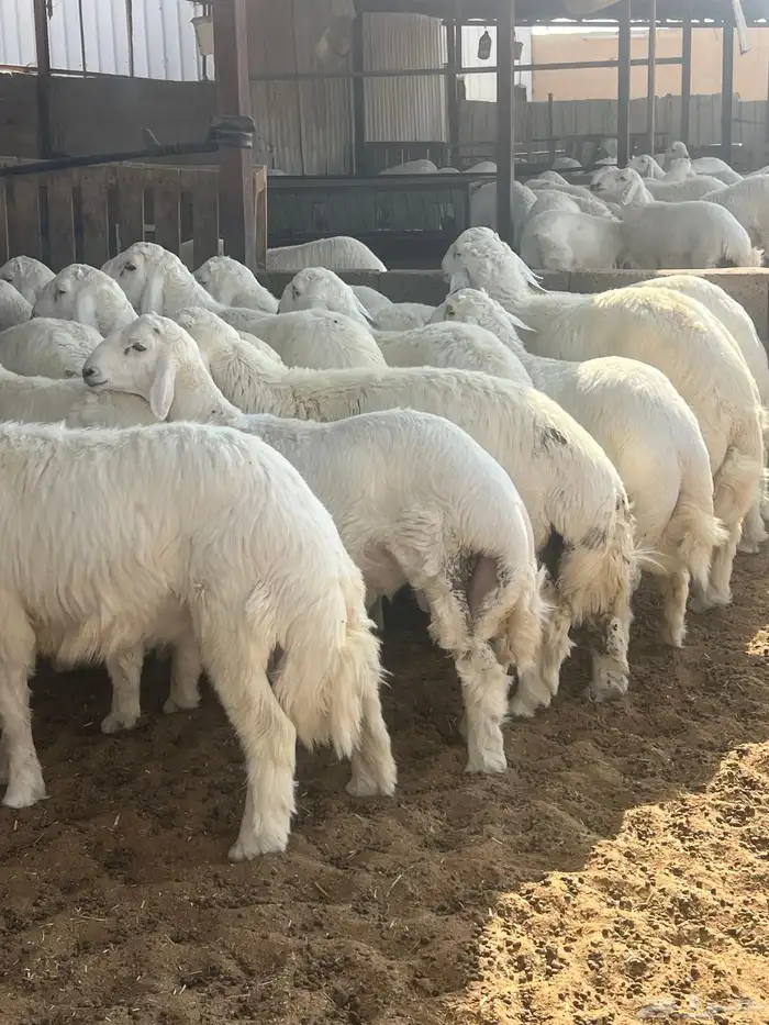 طليان حري عدد 27 نوعيه فاخره درجه أولى 1