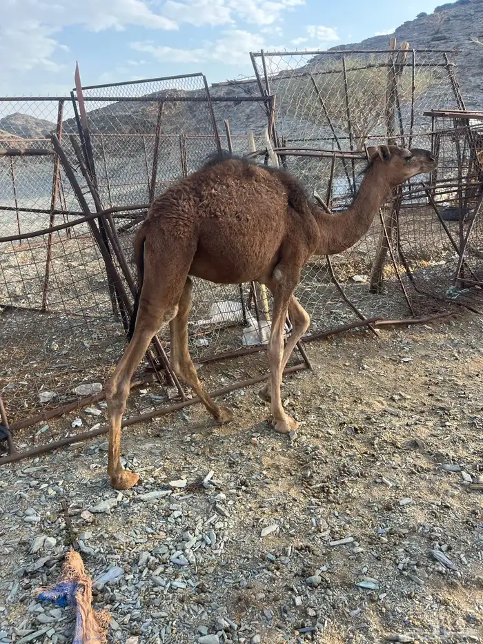 للبيع قعود 5