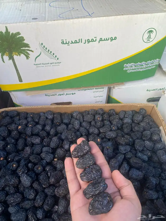 عجوة المدينه المنوره 0