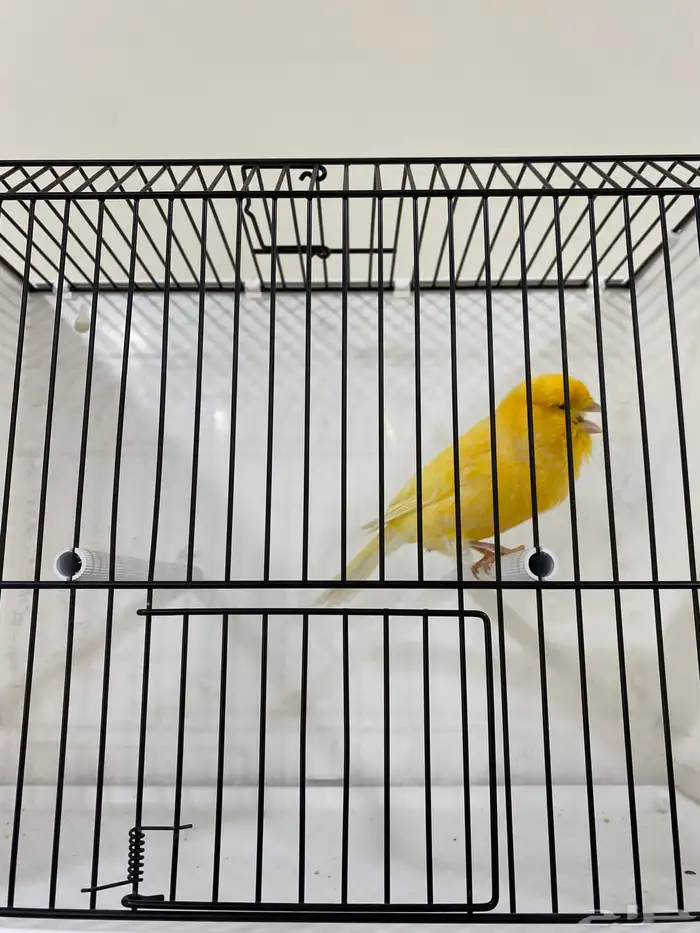 كناري ايراني تغريد 1