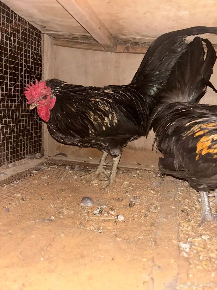 للبيع ديوك 9