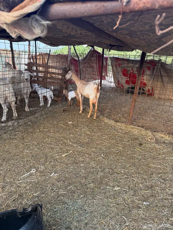 شاه معها ثلاثه تيوس مشرطه من جميع العيوب 0