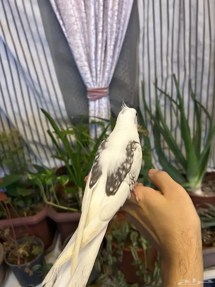 كروان اليف للبيع 2