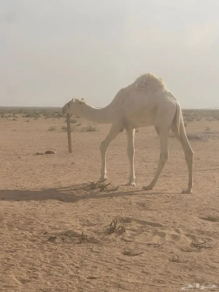 للبيع حاشي بري طيب على حليب امه 1