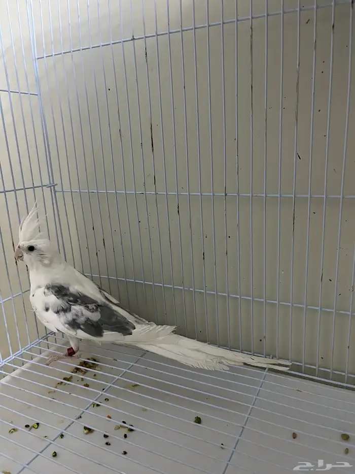 جوز كروان ( تم الببع ) 2