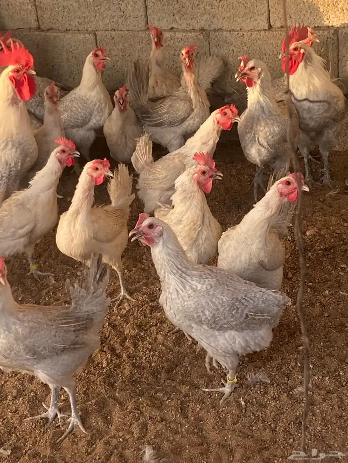 دجاج بياض المنيوم بيور 1