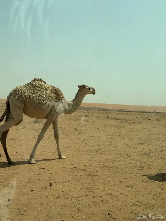 للبيع بكره 0