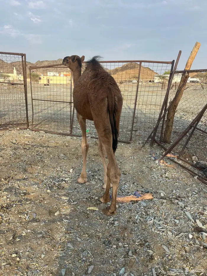 للبيع قعود 8